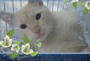 Gato raça Red point siamês  idade 1 ano nome Bluezão