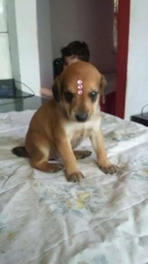 Cachorro ra a rnd idade Abaixo de 2 meses nome filhotes