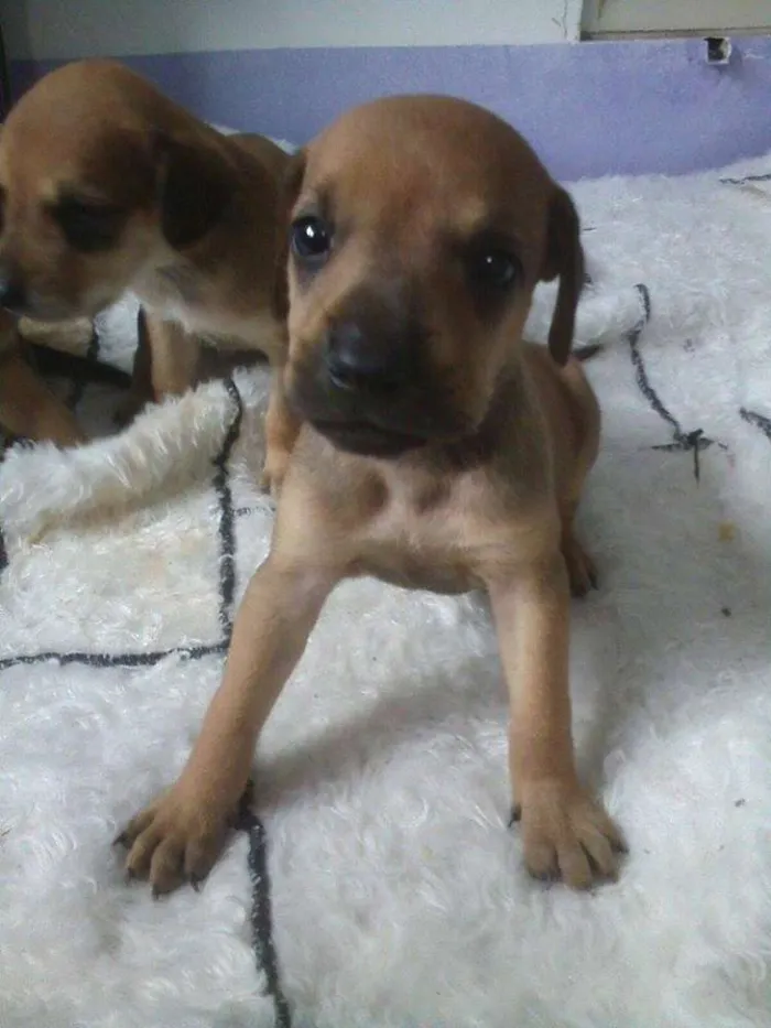 Cachorro ra a rnd idade Abaixo de 2 meses nome filhotes