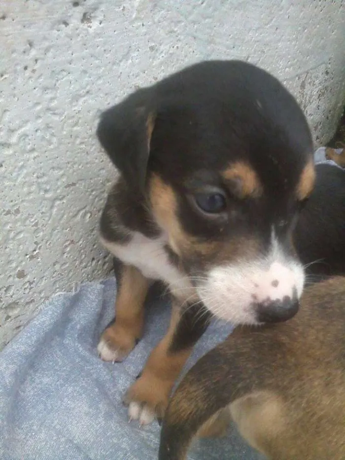 Cachorro ra a rnd idade Abaixo de 2 meses nome filhotes