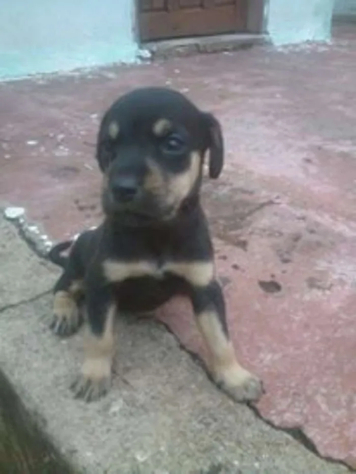 Cachorro ra a rnd idade Abaixo de 2 meses nome filhotes