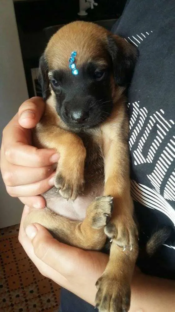 Cachorro ra a rnd idade Abaixo de 2 meses nome filhotes