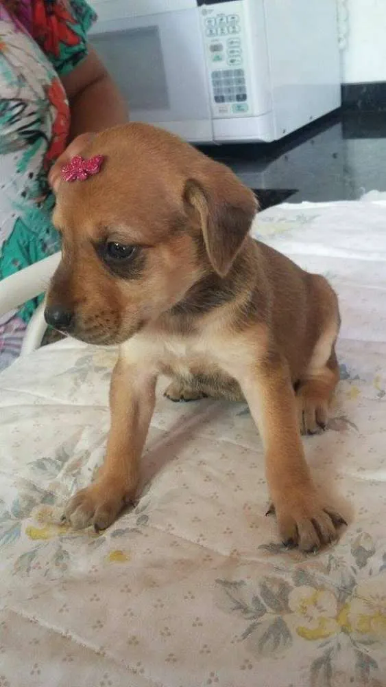 Cachorro ra a rnd idade Abaixo de 2 meses nome filhotes