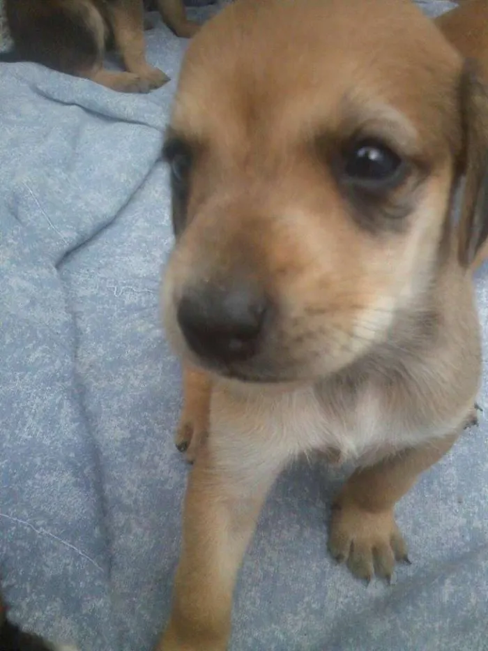 Cachorro ra a rnd idade Abaixo de 2 meses nome filhotes