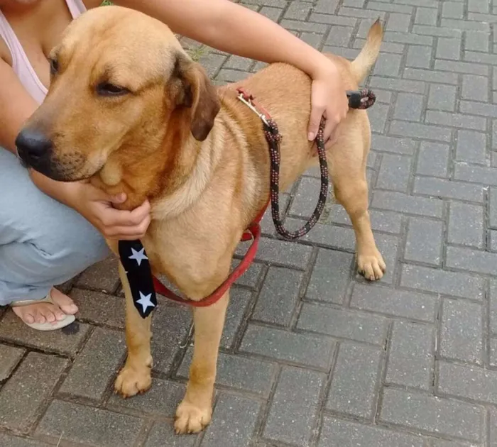 Cachorro ra a mestiço labrador idade 2 anos nome Maddok