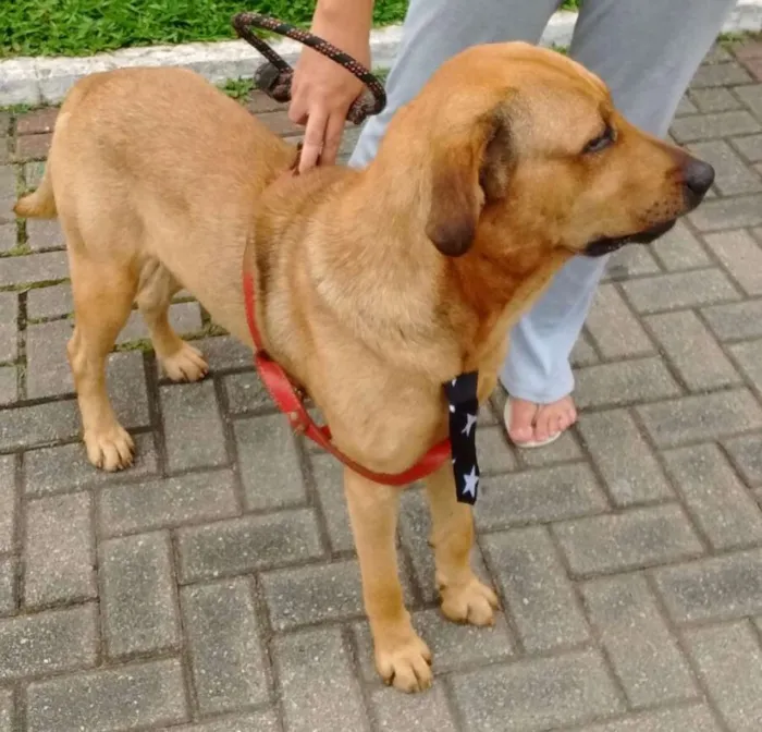 Cachorro ra a mestiço labrador idade 2 anos nome Maddok