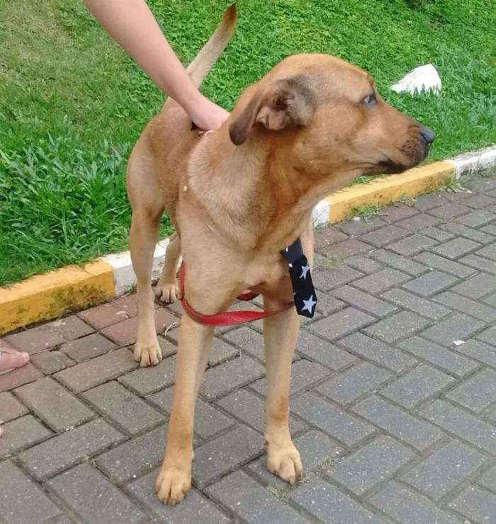 Cachorro ra a mestiço labrador idade 2 anos nome Maddok