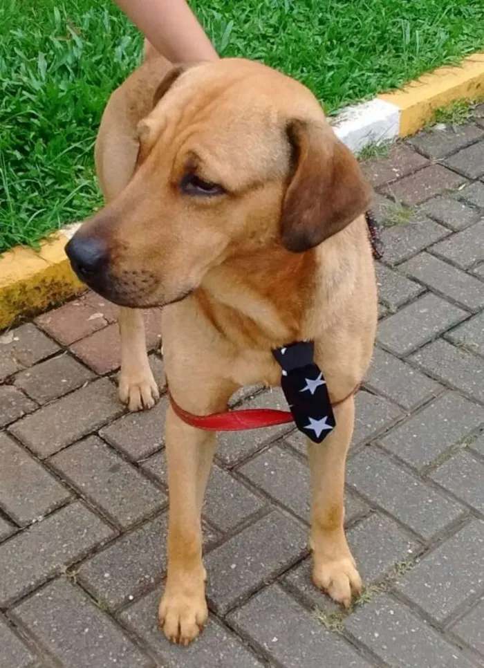 Cachorro ra a mestiço labrador idade 2 anos nome Maddok