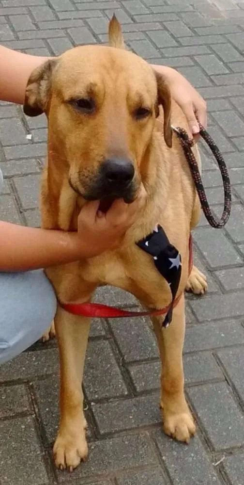Cachorro ra a mestiço labrador idade 2 anos nome Maddok