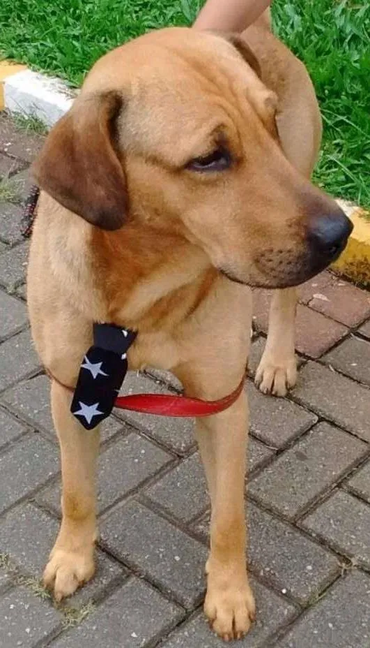 Cachorro ra a mestiço labrador idade 2 anos nome Maddok