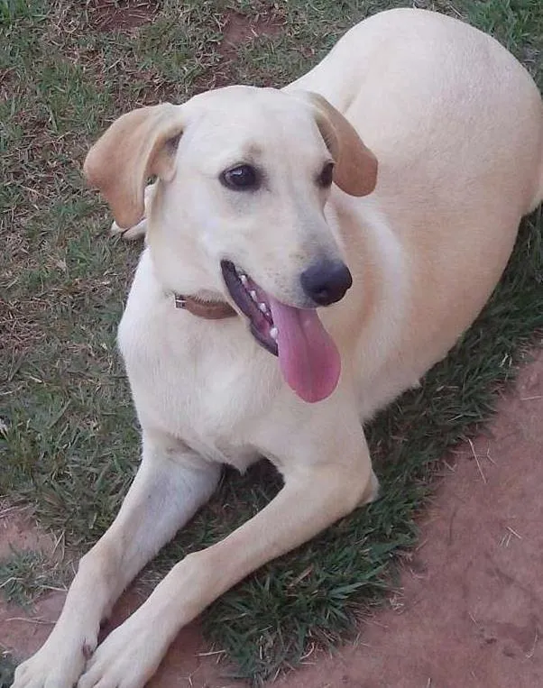 Cachorro ra a Labrador x Vira Lata idade 7 a 11 meses nome Aurora