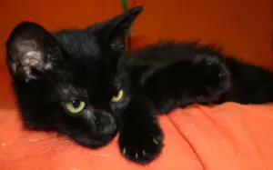 Gato raça SRD idade 2 a 6 meses nome Açaí