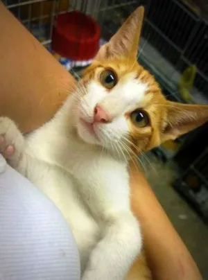 Gato raça SRD idade 2 a 6 meses nome Sol