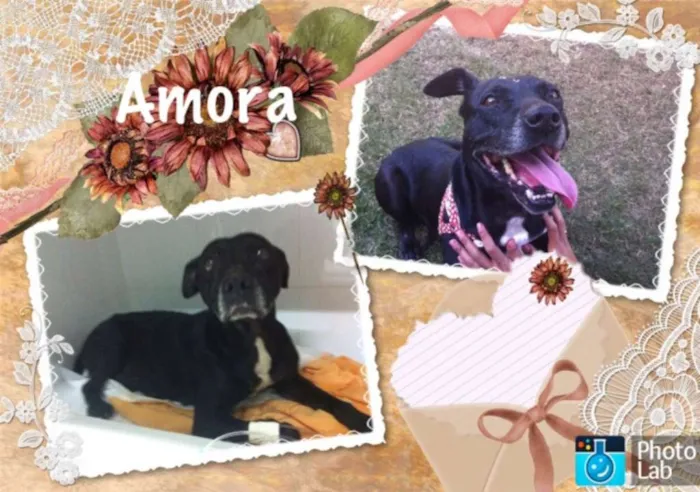 Cachorro ra a Pit-Bull idade 6 ou mais anos nome Amora
