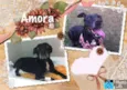 Amora
