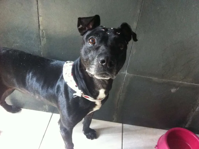 Cachorro ra a Pit-Bull idade 6 ou mais anos nome Amora