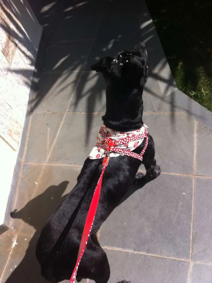 Cachorro ra a Pit-Bull idade 6 ou mais anos nome Amora