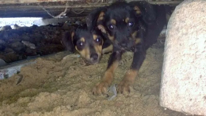 Cachorro ra a SRD idade 2 a 6 meses nome Sem nome