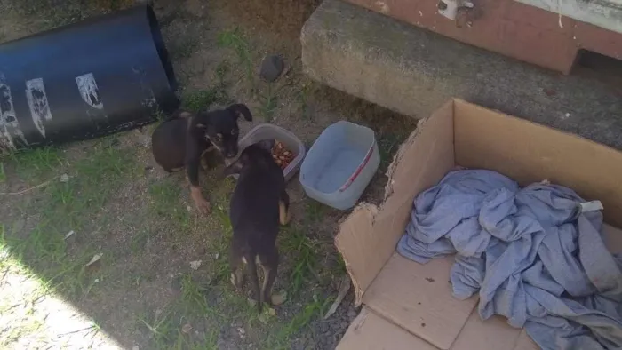 Cachorro ra a SRD idade 2 a 6 meses nome Sem nome
