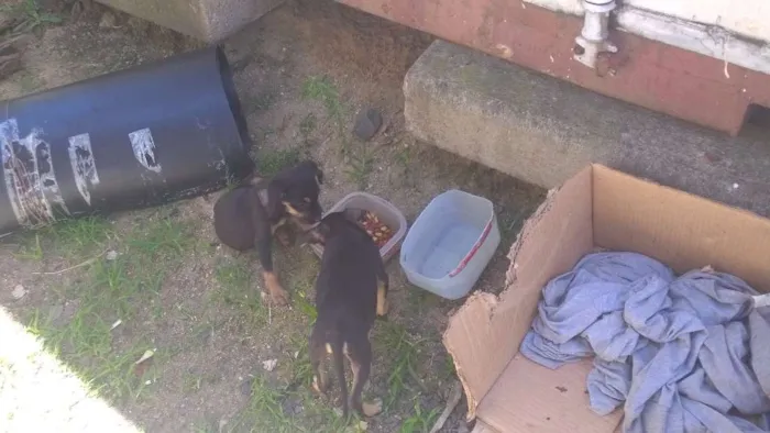 Cachorro ra a SRD idade 2 a 6 meses nome Sem nome