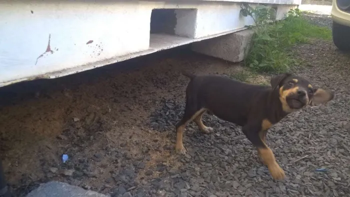 Cachorro ra a SRD idade 2 a 6 meses nome Sem nome