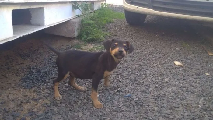 Cachorro ra a SRD idade 2 a 6 meses nome Sem nome