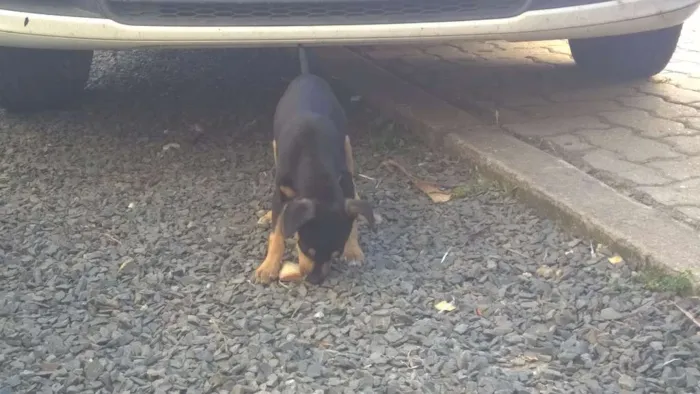 Cachorro ra a SRD idade 2 a 6 meses nome Sem nome