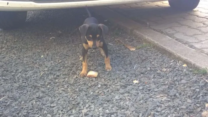 Cachorro ra a SRD idade 2 a 6 meses nome Sem nome