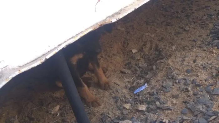 Cachorro ra a SRD idade 2 a 6 meses nome Sem nome