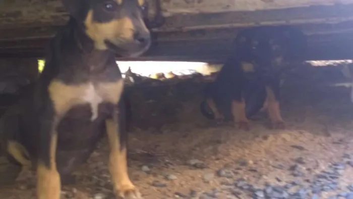 Cachorro ra a SRD idade 2 a 6 meses nome Sem nome
