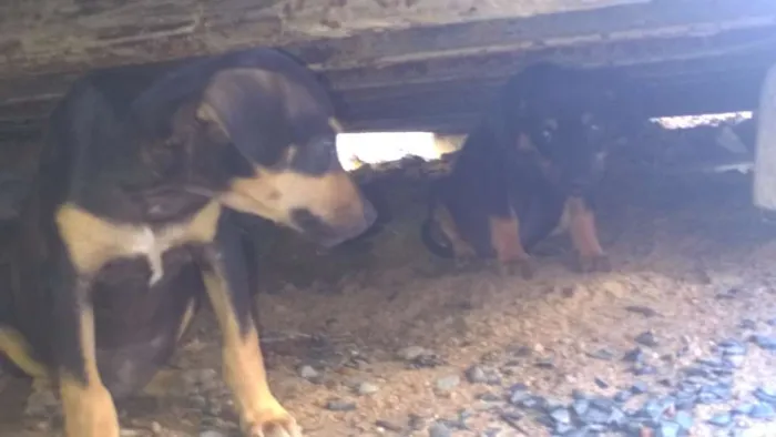 Cachorro ra a SRD idade 2 a 6 meses nome Sem nome