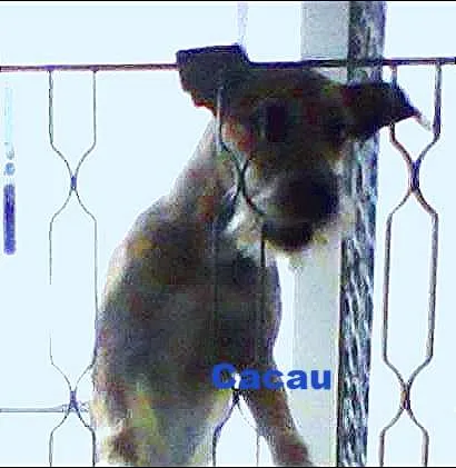 Cachorro ra a viralata idade 2 a 6 meses nome cacau