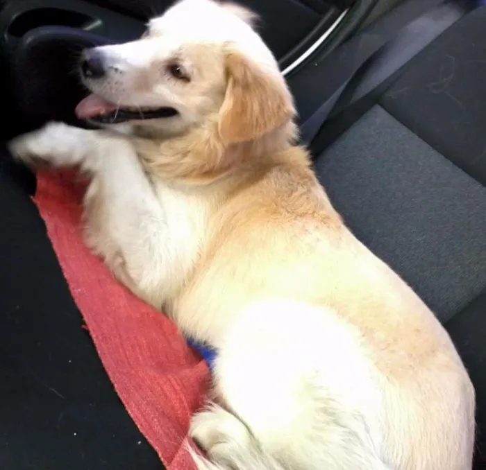 Cachorro raça golden mix idade  nome TOM