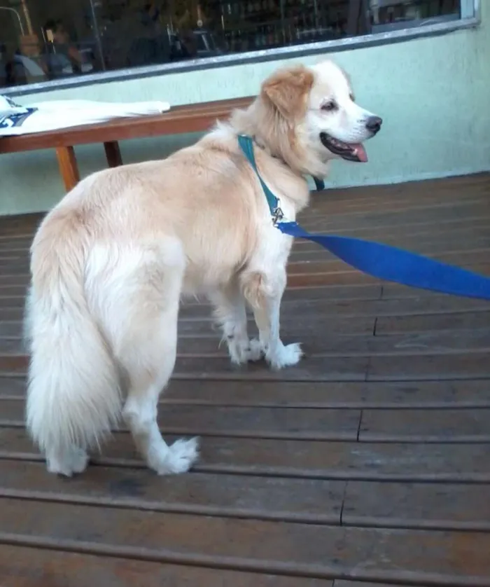 Cachorro raça golden mix idade  nome TOM