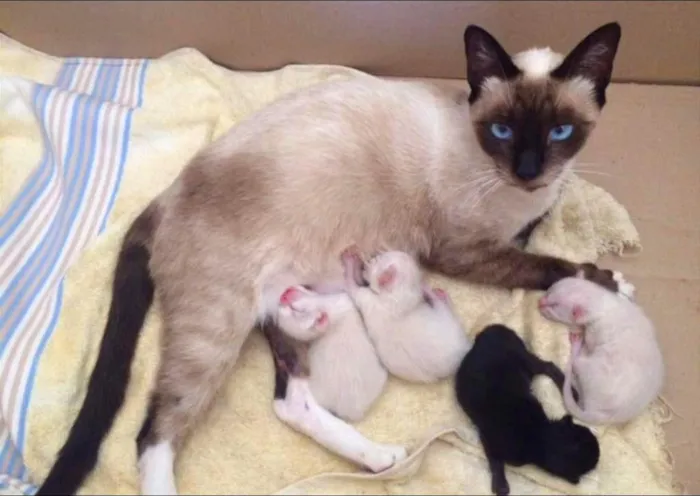 Gato raça Siamês idade 1 ano nome Samantha