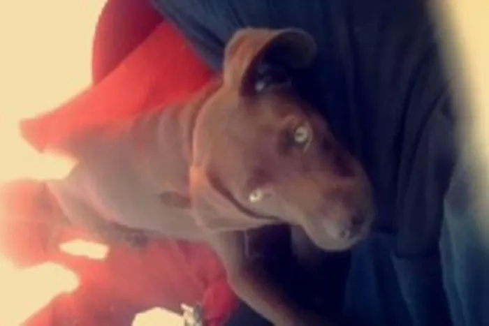 Cachorro ra a Labrador idade 7 a 11 meses nome Nescal/Thorin