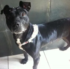 Cachorro raça Pit-Bull idade 6 ou mais anos nome Amora