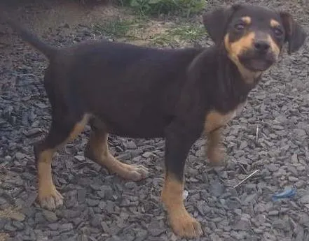 Cachorro ra a SRD idade 2 a 6 meses nome Sem nome