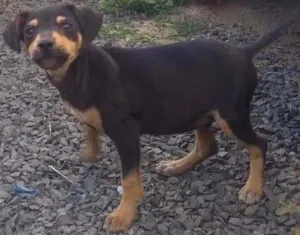Cachorro raça SRD idade 2 a 6 meses nome Sem nome