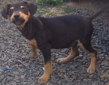 Cachorro ra a SRD idade 2 a 6 meses nome Sem nome