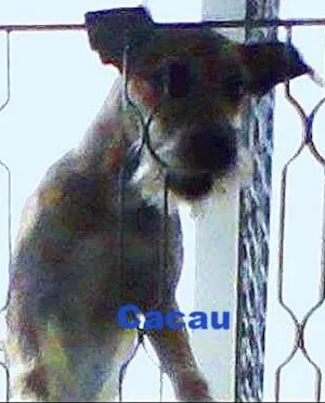 Cachorro raça viralata idade 2 a 6 meses nome cacau
