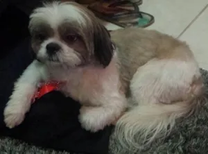 Cachorro raça Shitszu  idade 2 anos nome Sansão