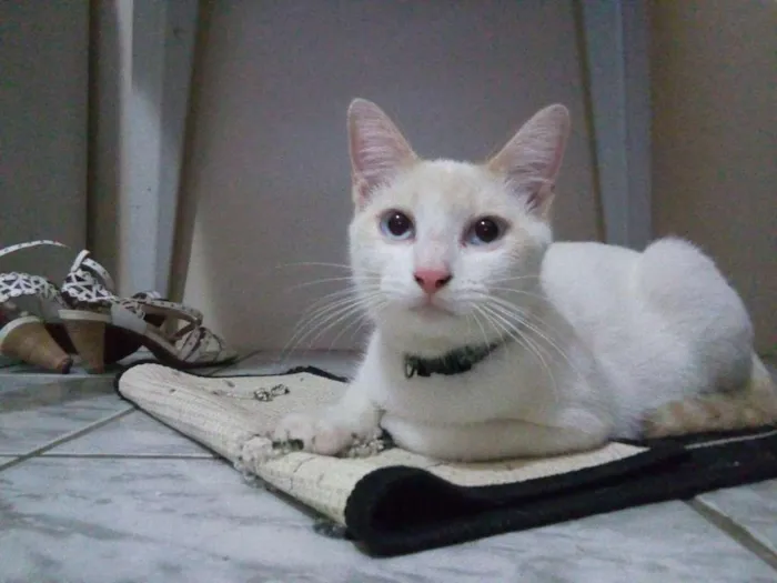 Gato ra a SRD idade 7 a 11 meses nome The Botass e Legolas