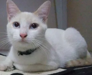 Gato raça SRD idade 7 a 11 meses nome The Botass e Legolas