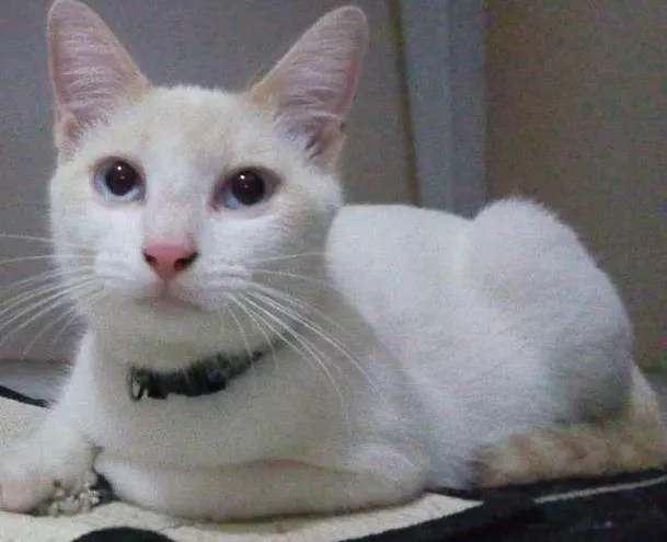 Gato ra a SRD idade 7 a 11 meses nome The Botass e Legolas
