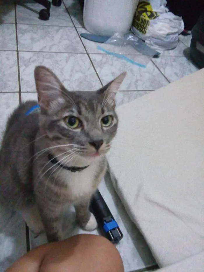 Gato ra a SRD idade 7 a 11 meses nome The Botass e Legolas