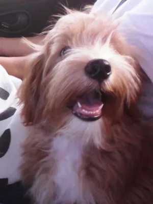 Cachorro raça SRD idade 7 a 11 meses nome marley 