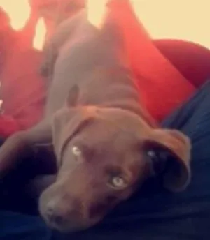 Cachorro raça Labrador idade 7 a 11 meses nome Nescal/Thorin