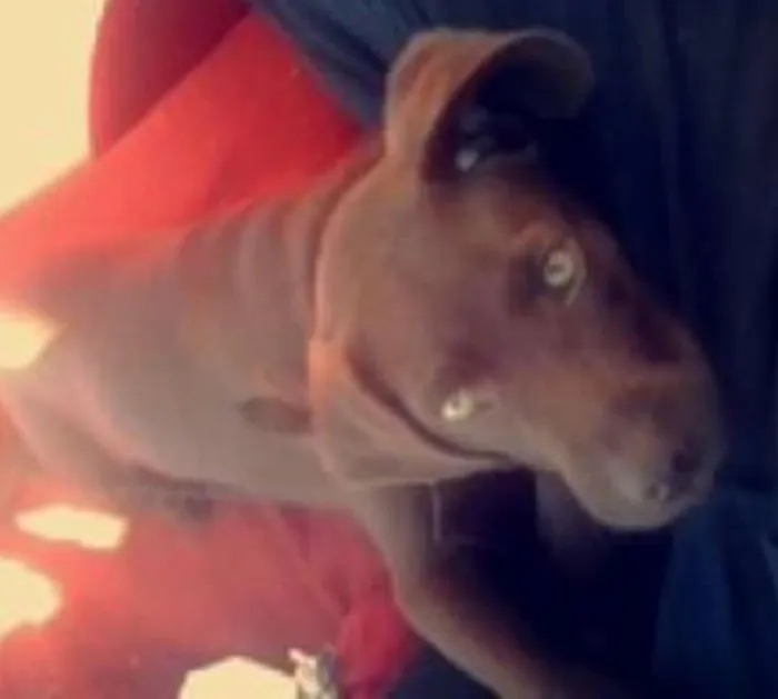 Cachorro ra a Labrador idade 7 a 11 meses nome Nescal/Thorin