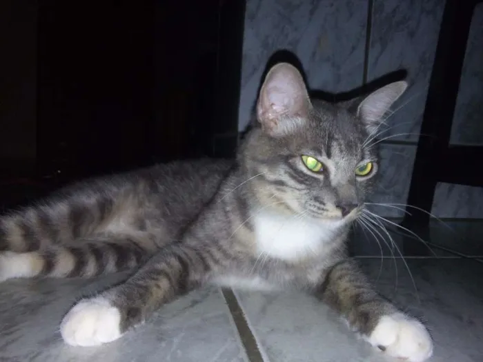Gato ra a SRD idade 7 a 11 meses nome The Botass e Legolas